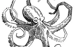 Dessin de poulpe en noir et blanc